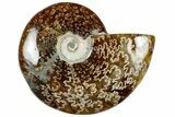 Polished Cretaceous Ammonite (Cleoniceras) Fossil - Madagascar #312203-1